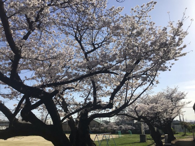 満開の桜