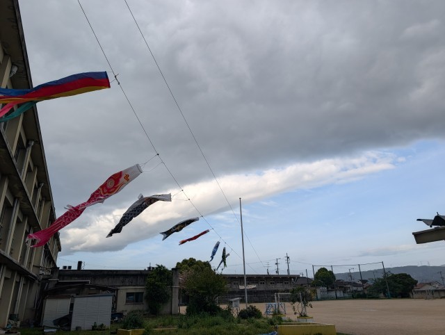 強い風の中、こいのぼりが泳いでいます。