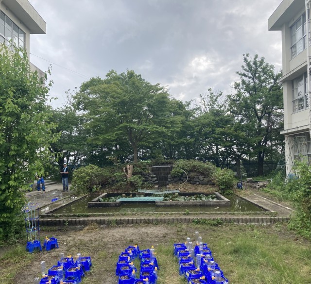 伐採後
