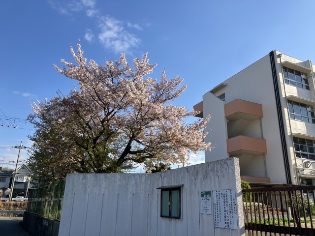 正門の桜