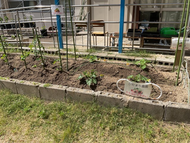 ひだまり菜園②