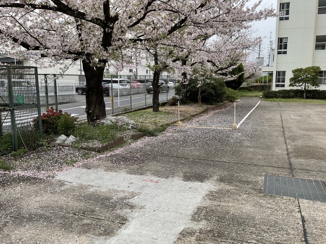 実際はもっとピンクの絨毯です